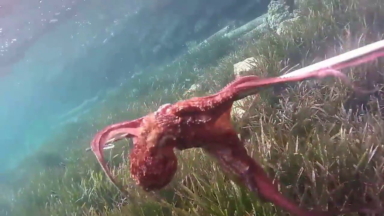 &psi;&alpha;&rho;&omicron;&nu;&tau;&omicron;&upsilon;&phi;&epsilon;&kappa;&omicron; &chi;&tau;&alpha;&pi;&omicron;&delta;&iota; 2016 ( spearfishing octopus 2016 )