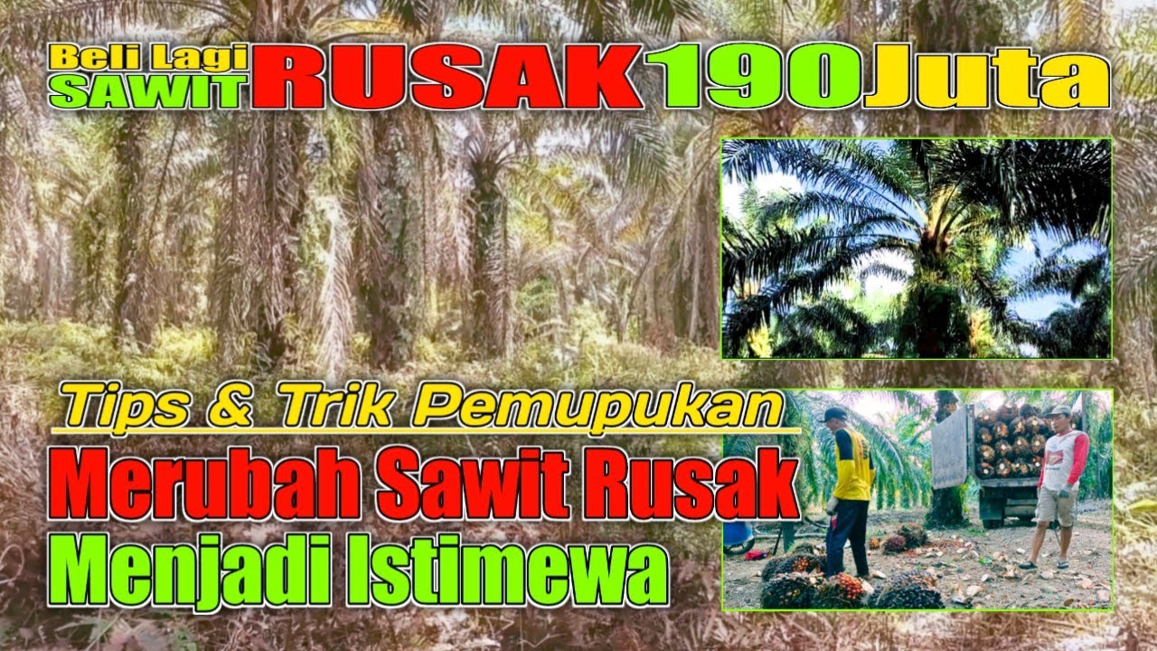 Merubah Sawit Rusak Menjadi Istimewa [Tips & Trik Perawatan & Pemupukan]