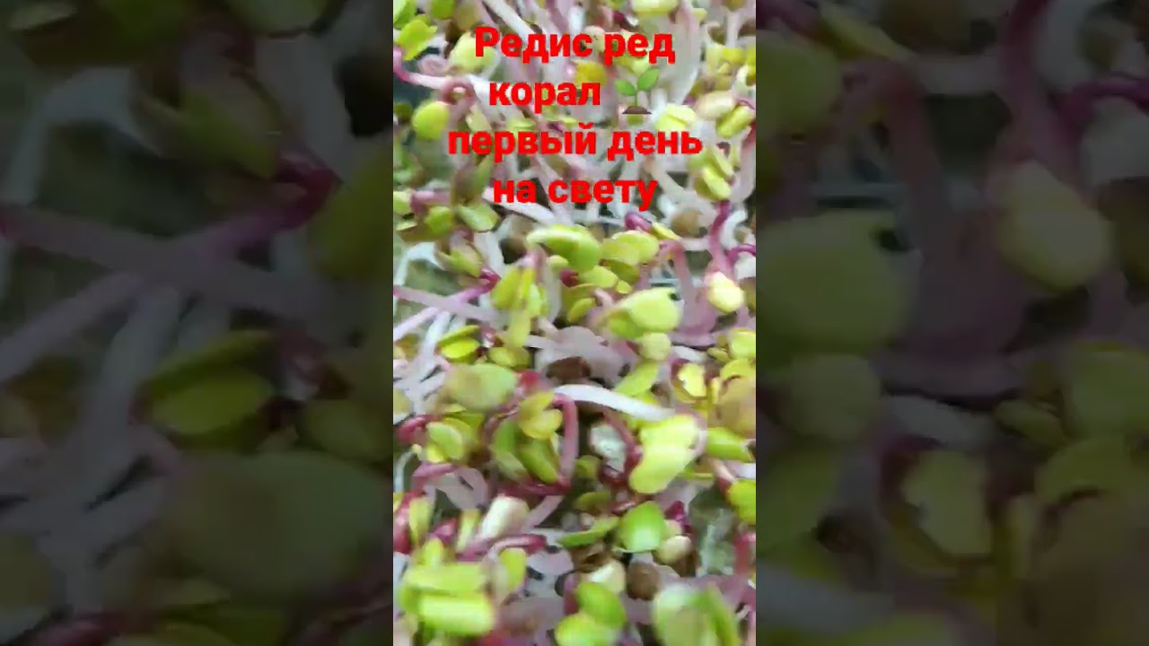 Редис Ред Корал 💃 #food #green #garden #nature #plant #best #like #cool