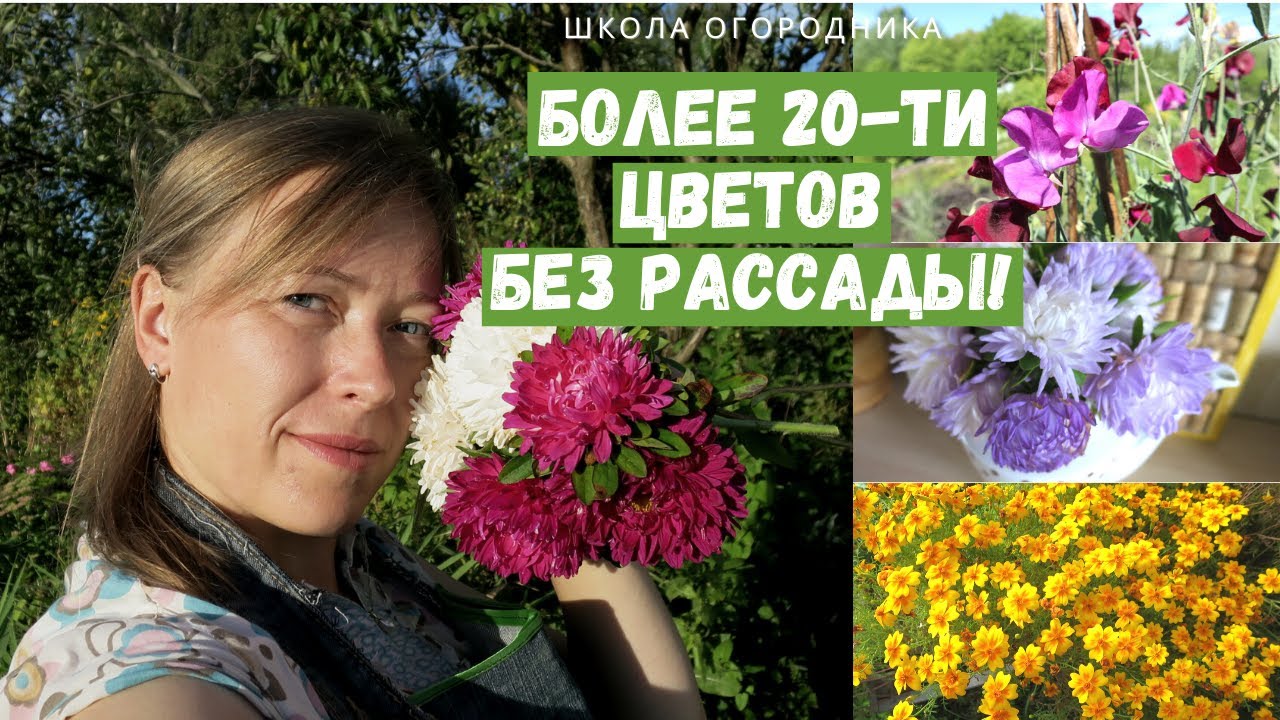 Сеем прямо на клумбу! / Какие цветы можно вырастить без рассады?