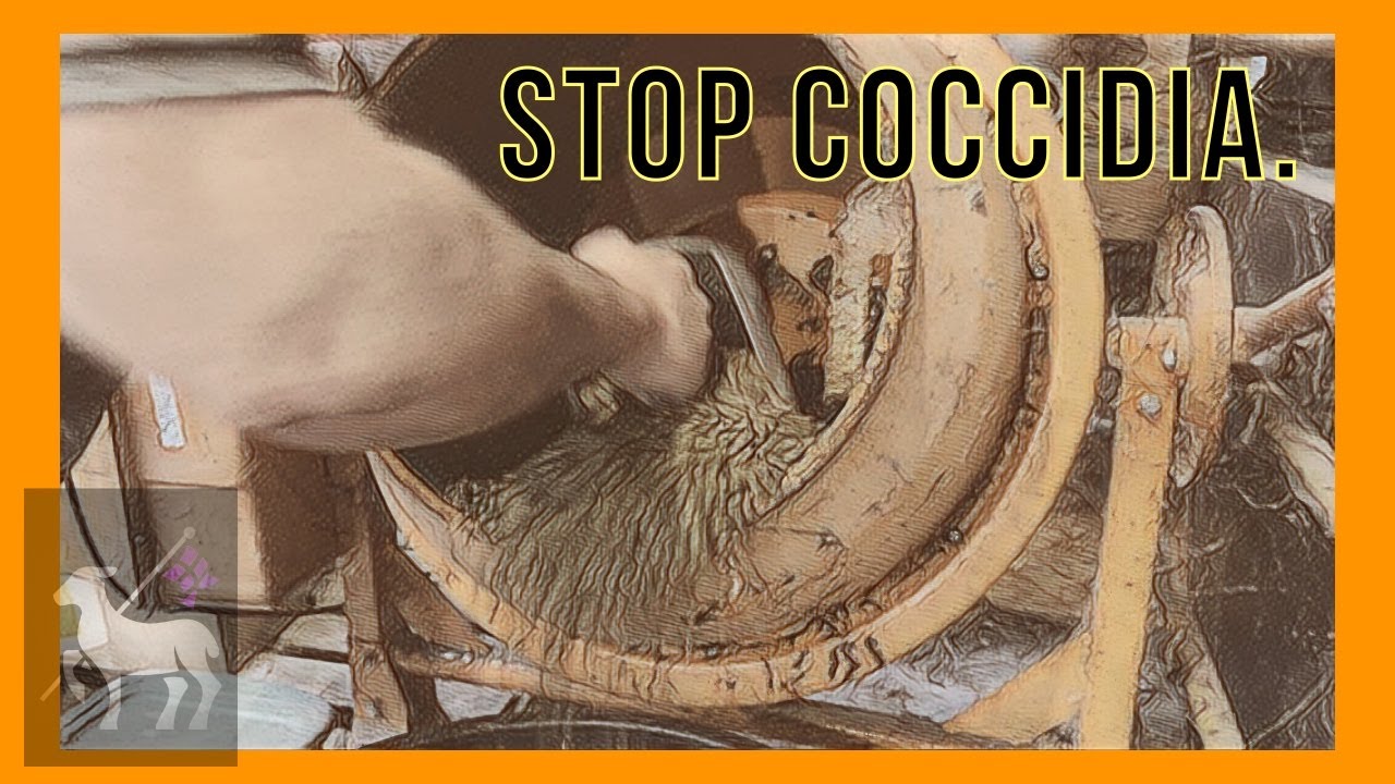 Stop Coccidia Now!  Preventing Coccidia in Sheep and Goats.