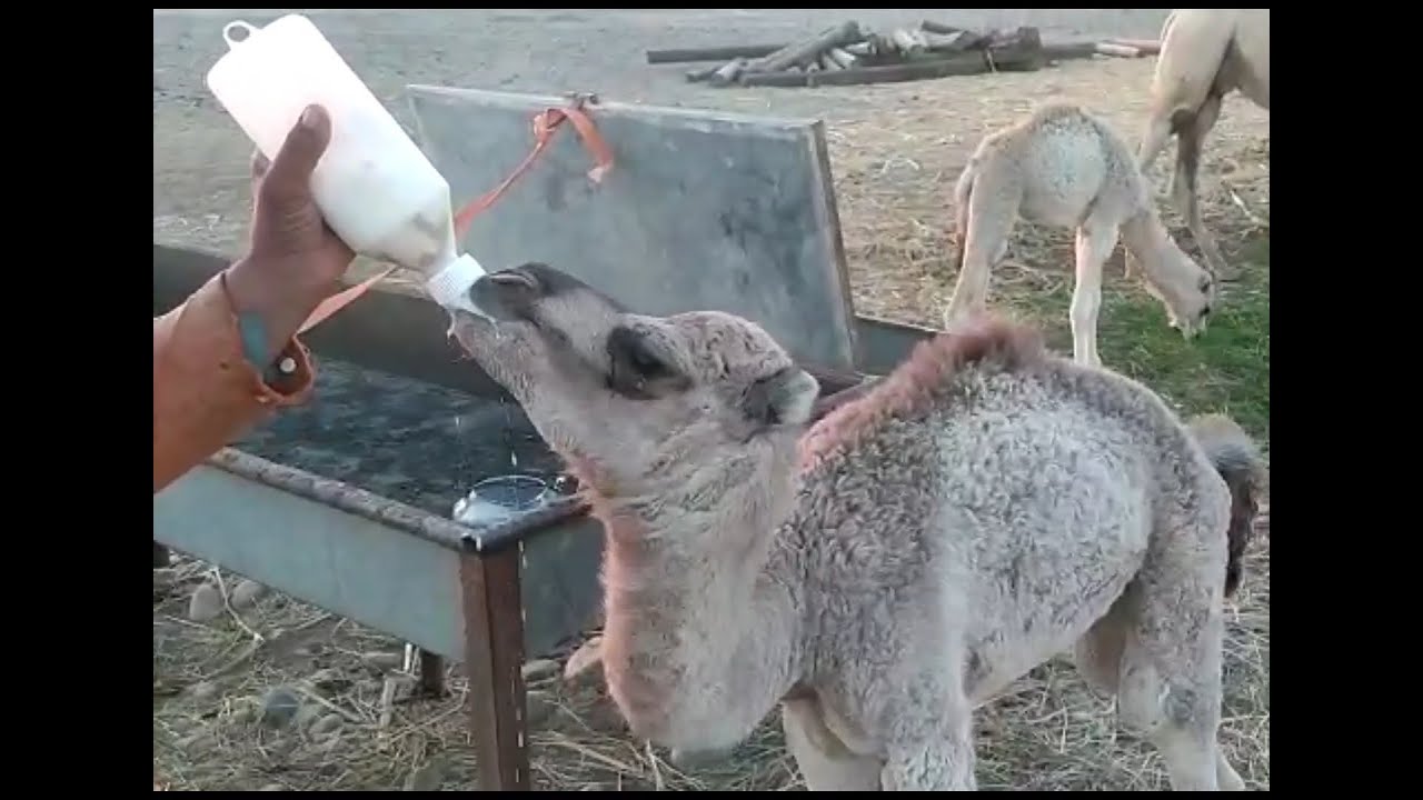 Bottle feeding new born camel calf whose Mom abandoned her.