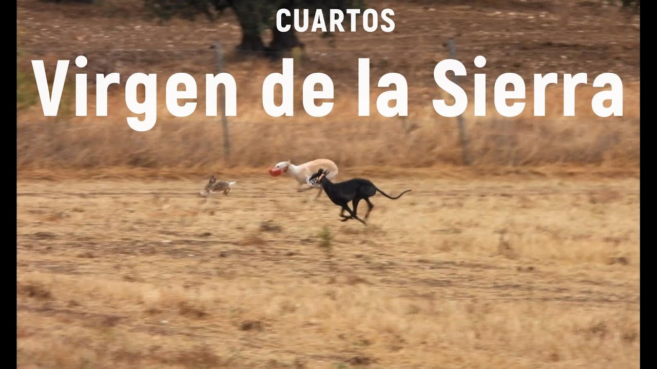 Fase de Cuartos del Club Virgen de la Sierra en las Tramadas, Octubre 2025