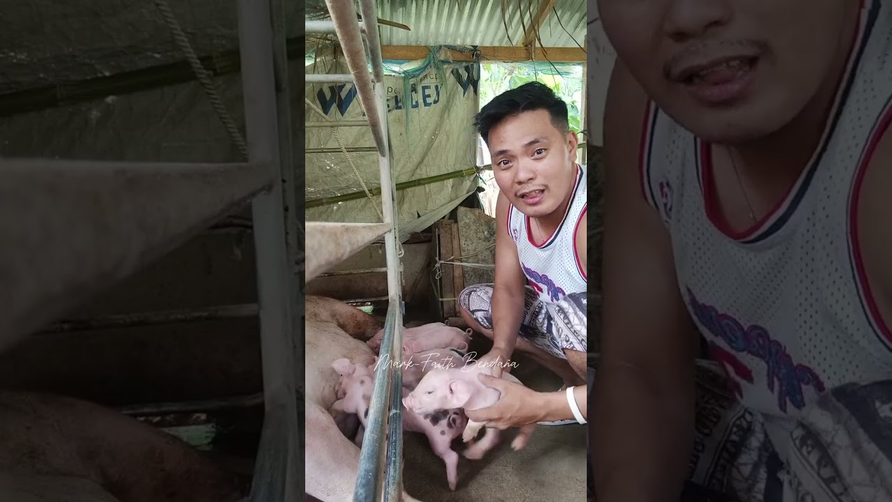 Baboy time#viralvideo #funny #youtubeshorts #good #baboy #buhayprobinsya