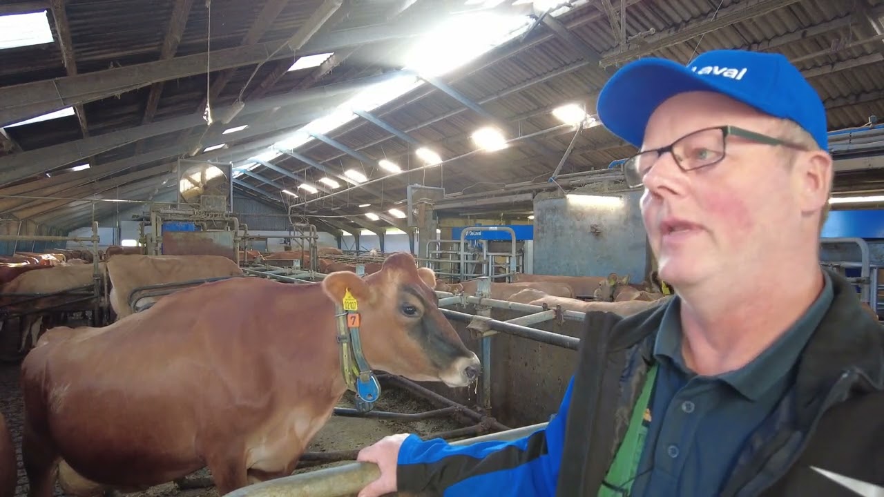 DeLaval VMS V300 milking robot - Arne Thomhave, Denmark