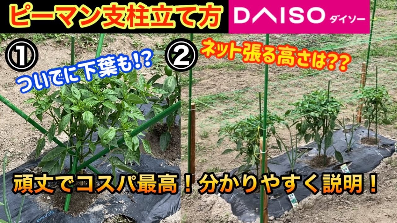 【ピーマン②種類・支柱の立て方】※コスパ最高！100均で十分頑丈なピーマンの支柱を作る事ができます！下葉かきのタイミングは！？『1㎡の野菜作り』Bell pepper cultivation