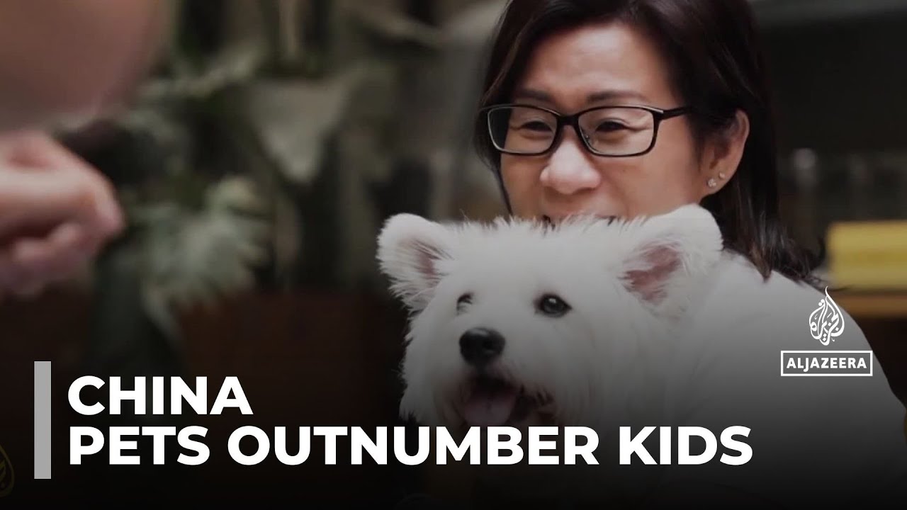 China's booming pet industry: Pets are set to outnumber toddlers in just five years