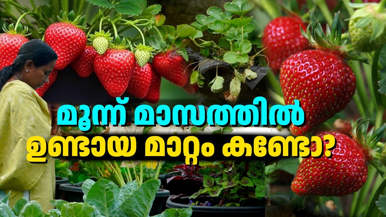 ഒരൊറ്റ ആഗ്രഹത്തിൽ തുടങ്ങിയതാ... ഹെൻ്റമ്മോ!എന്തൊരത്ഭുതം!