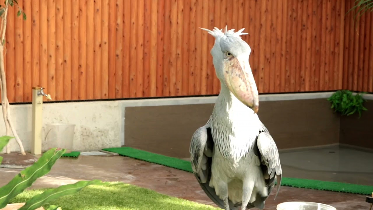 【掛川花鳥園】ハシビロコウ ふたば 2021年 8月22日、24日 両日共に満足そうなふたば