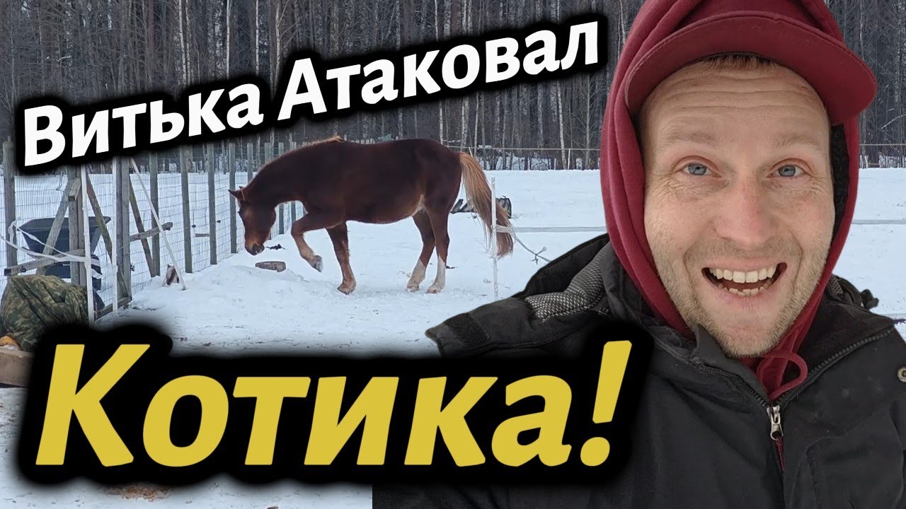 Витька внезапно начал атаковать пушистика! #зима #влог #прикол