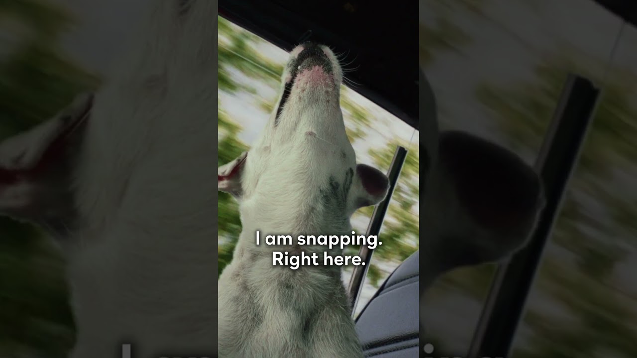racist dogs are the worst #shorts #pokerface #natashalyonne