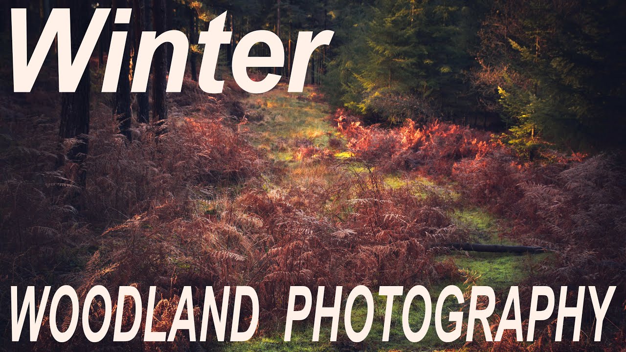 TIPS ON WINTER WOODLAND PHOTOGRAPHY | LANDSCAPE PHOTOGRAPHY UK| THE NEW FOREST