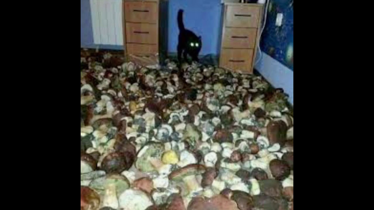 Terraria - Mushrooms over cursed images of mushrooms
