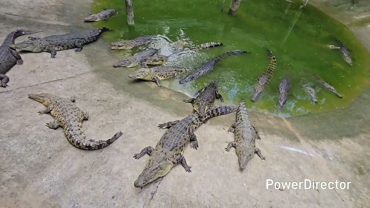 Feeding Crocodile at Safari and Adventure Park Cebu