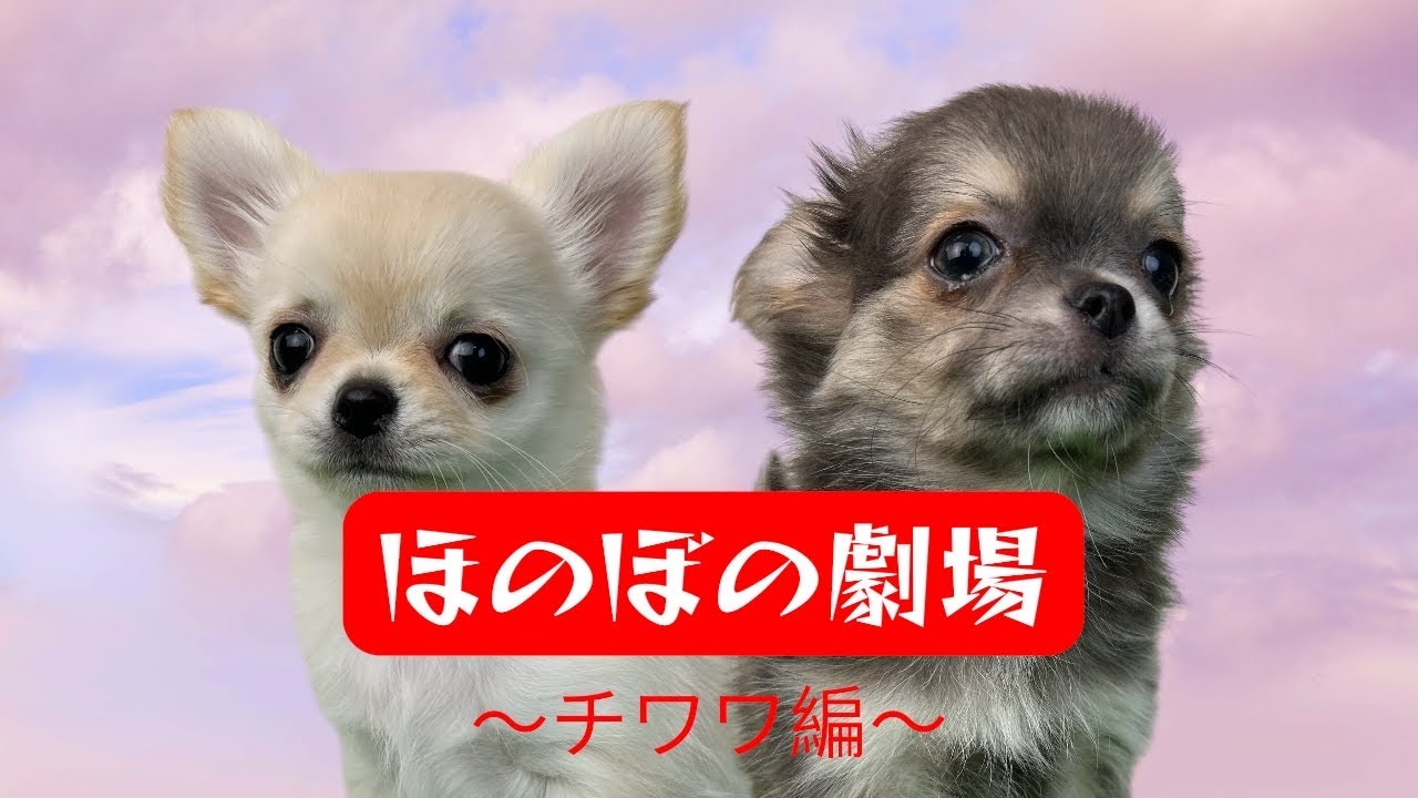 【チワワ赤ちゃん】2匹の兄妹が仲良くおもちゃ遊び♡ 9/30生まれの可愛い盛り！