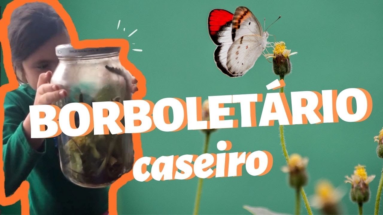 🐛 Como fazer e cuidar de um Borboletário 🦋