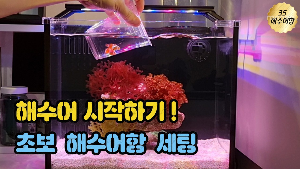 35큐브 해수어항! 입문자를 위한 세팅 가이드ㅣ 해수어 도전, 절대 어렵지 않아요!