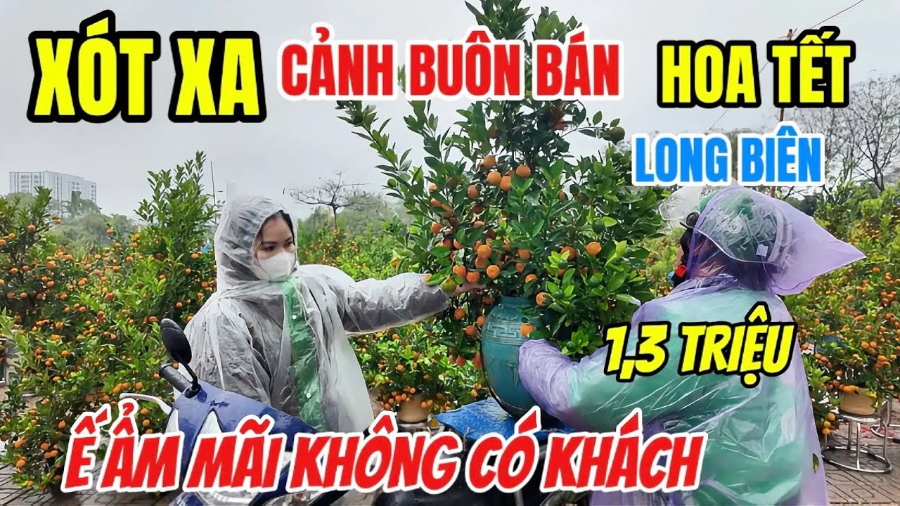 Xót Xa Cảnh Buôn Bán Mưa Gió Rét Hoa Tết Tại Hà Nội- Ngồi Cả Buổi Mãi Mới Bán Được Một Cây 1300k