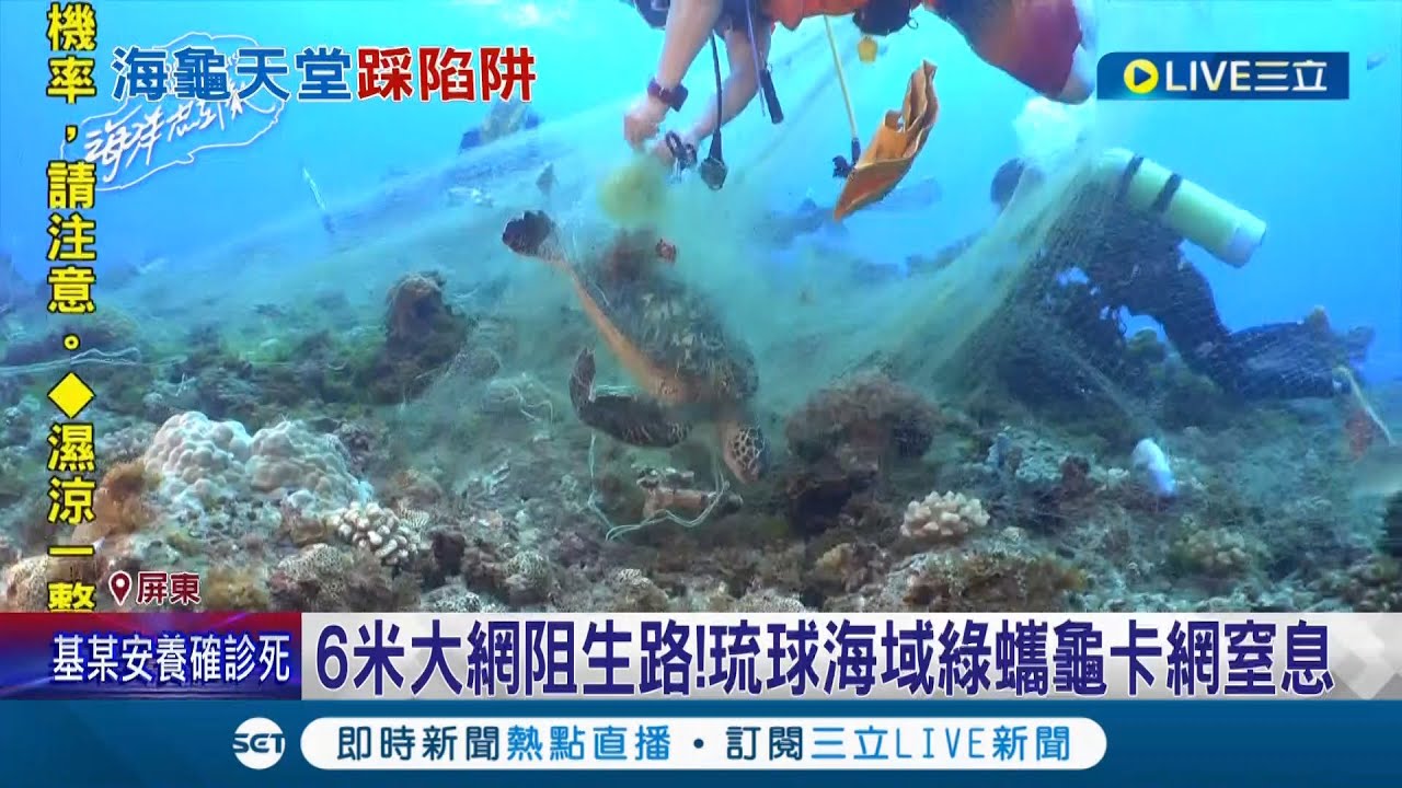 小琉球綠蠵龜遭廢棄漁網卡珊瑚礁被