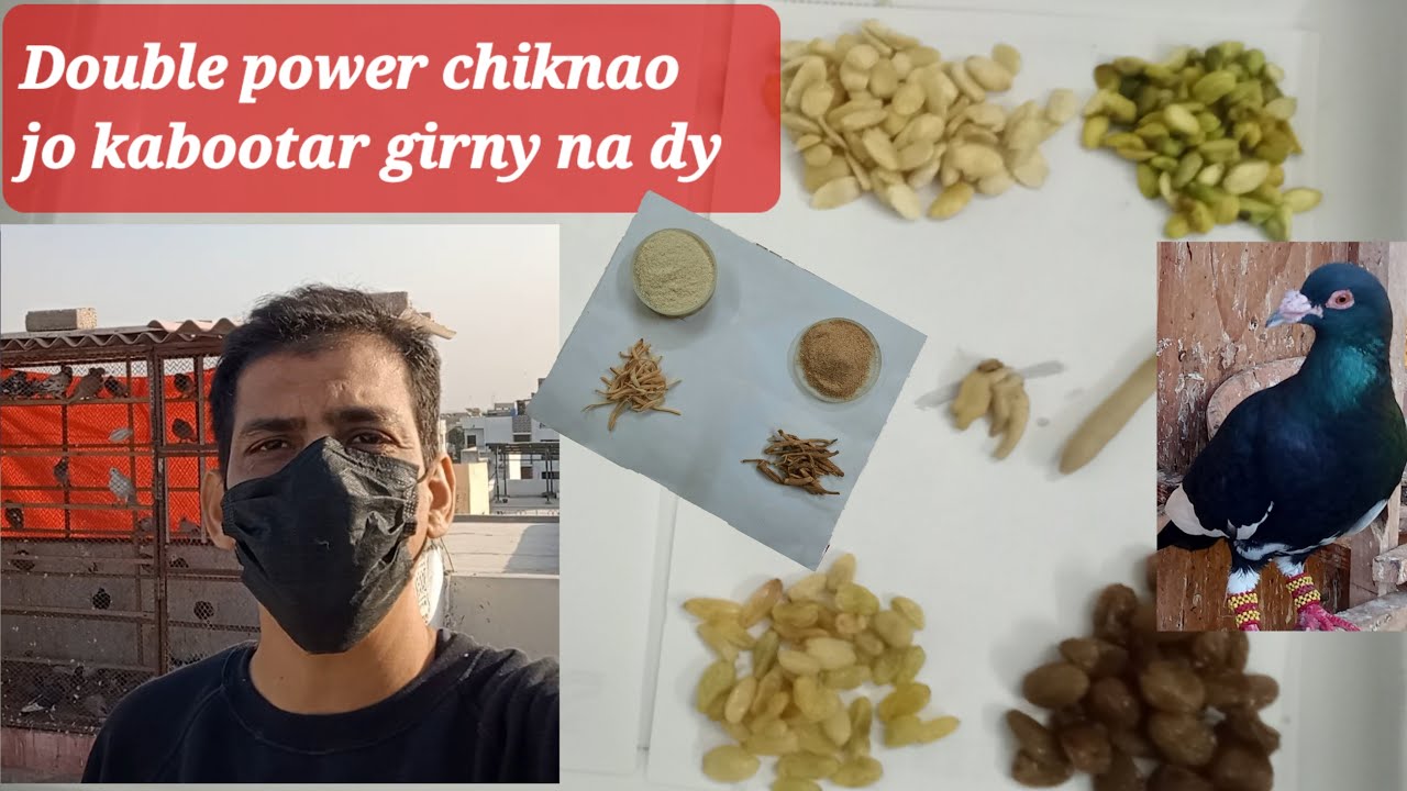 Sardiyon main gola kabootar ki double taqat ka chiknao | 100 kabutar ka khel | @Pigeon flight club 5.7K |