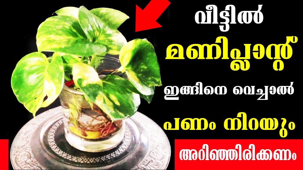 വീട്ടിൽ മണിപ്ലാന്റ് ഇങ്ങനെ വെച്ചാൽ പണം നിറയും ? അറിഞ്ഞിരിക്കണം / ചെകുത്താന്റെ വള്ളി / Money Plant