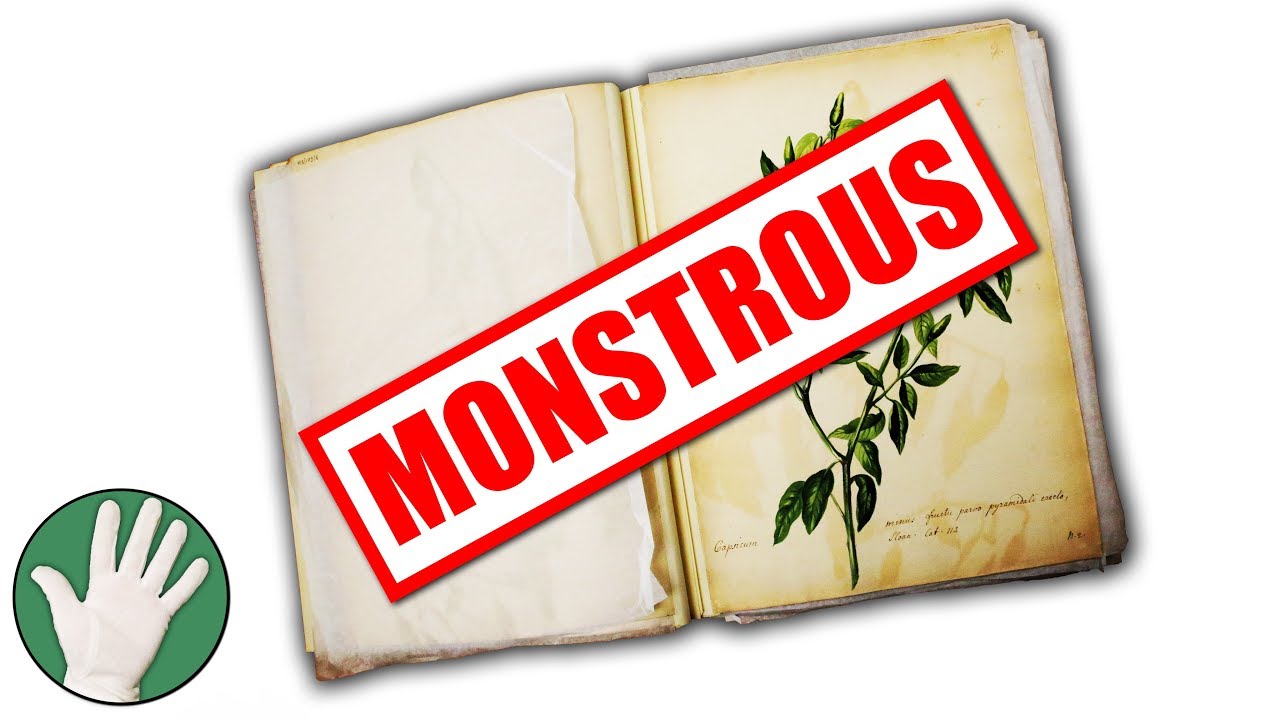 The Monstrous Cucumber - Objectivity 133
