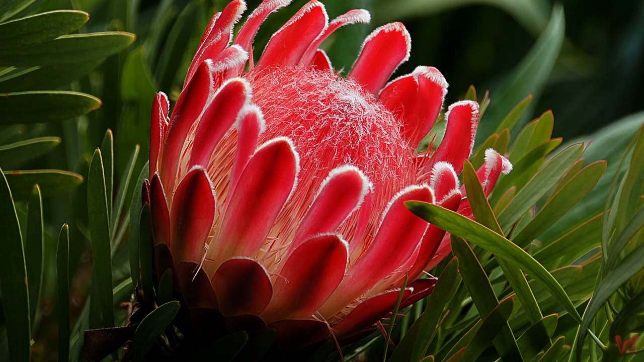 Протея (лат.  Protea)