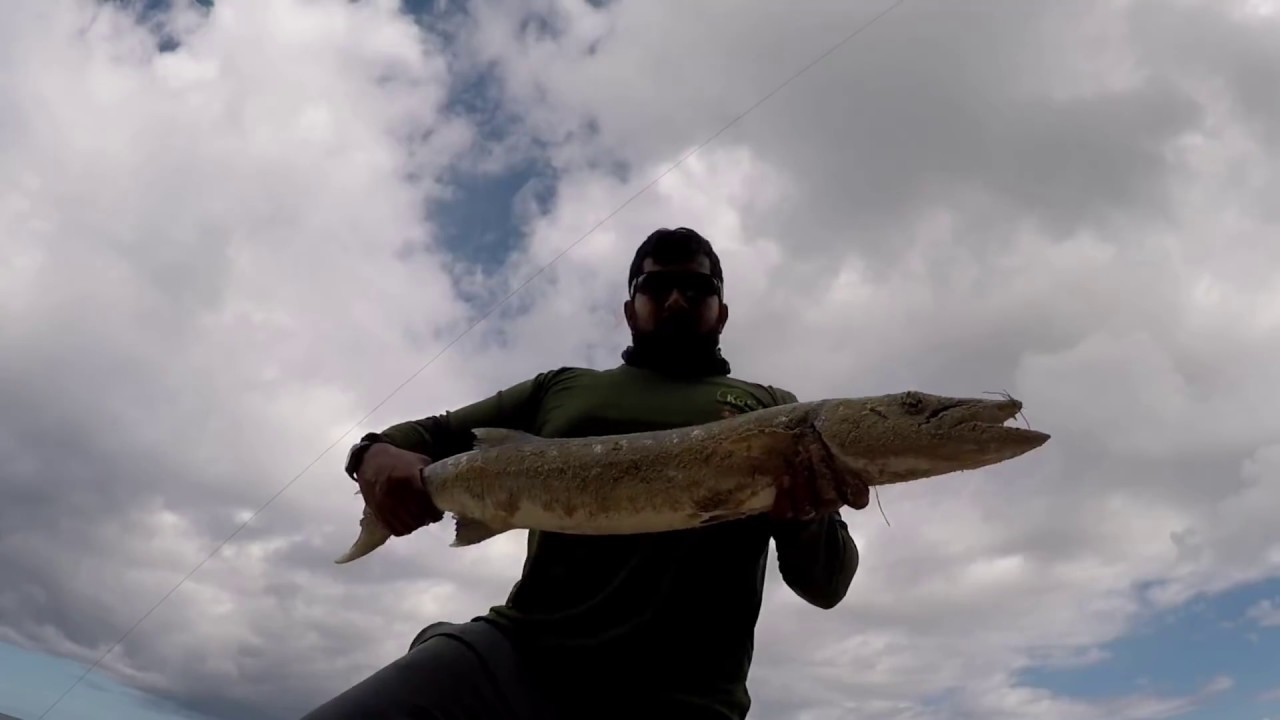 WADING The BEACH For BARRACUDAS - Inshore Fishing - Trinidad & Tobago, Caribbean