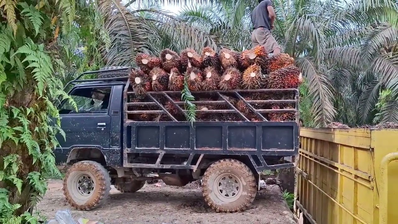 Muat buah di peron,langsung dua mobil