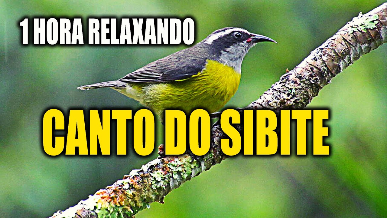 Canto do Sibite Para Relaxar, A Cambacica (Coereba flaveola, Linnaeus)