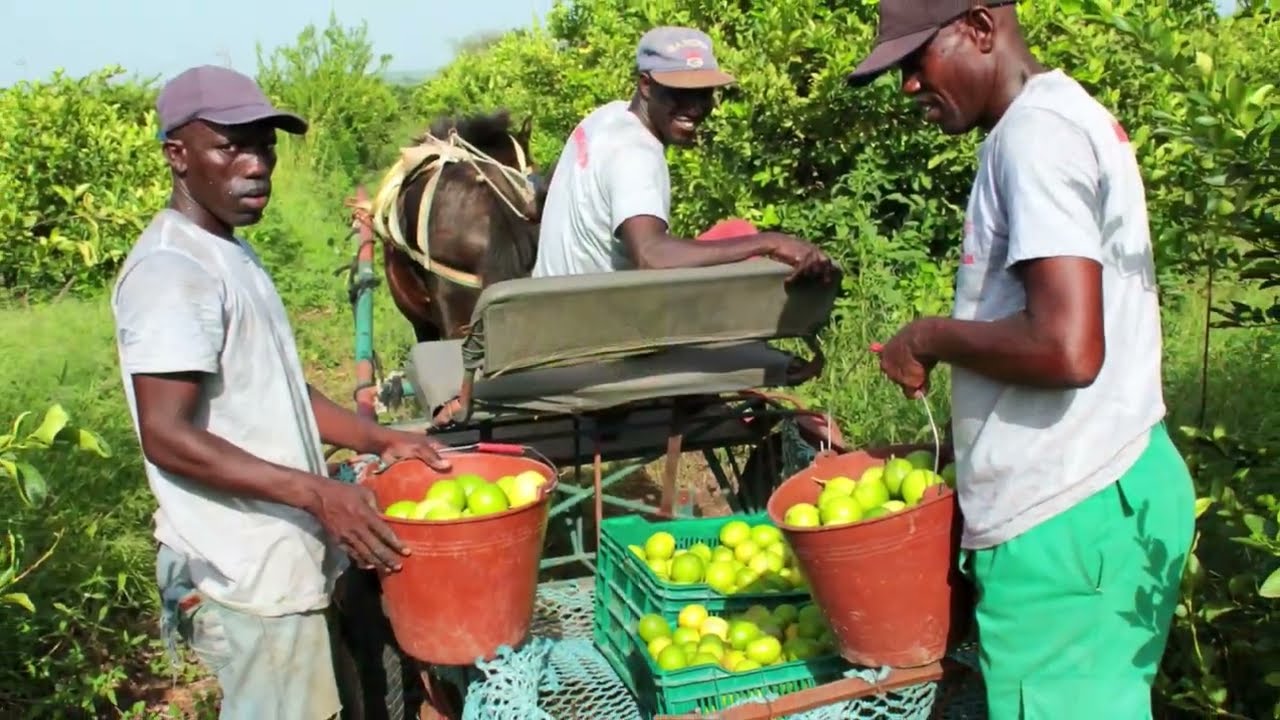Opportunité unique: investissez dans une ferme au Sénégal avec le Domaine Agricole de Diobass !