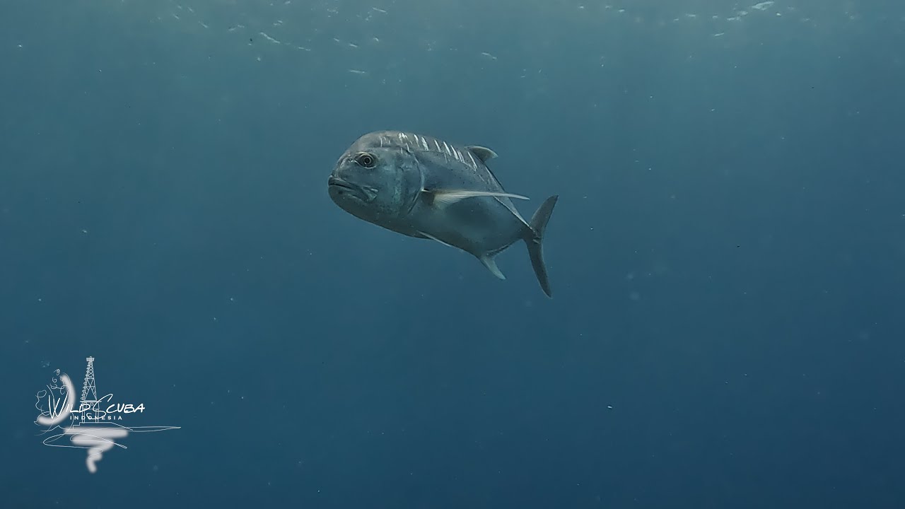 Blue Marlin