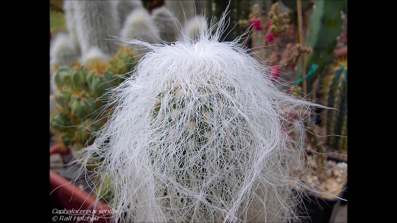 Espécies de Cactos - Cephalocereus senilis (Cabeça de Velho)