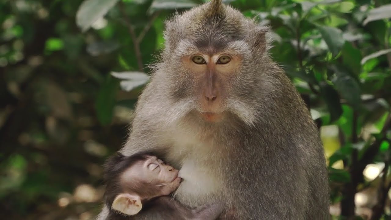 Monkey Mom’s Love: Nurturing and Protecting Her Little One.