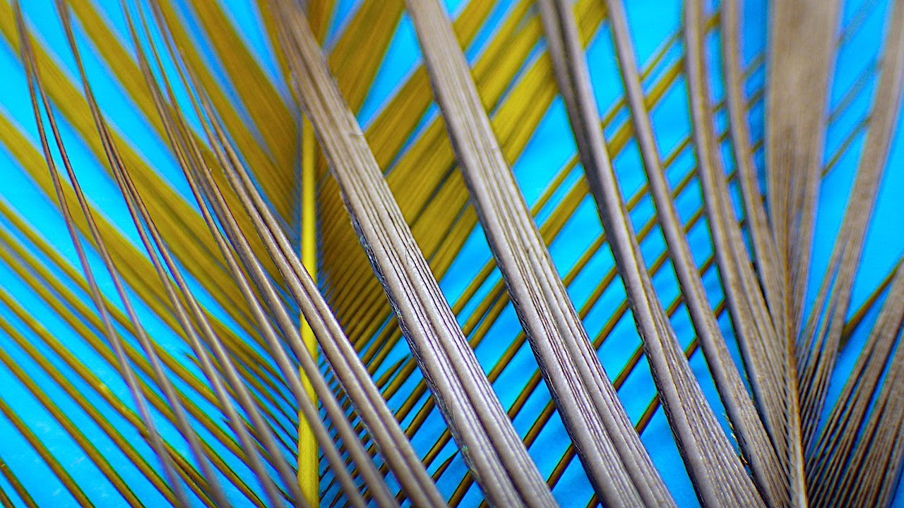 How I Remove the Fine Herl from the Peacock Eye Feather..