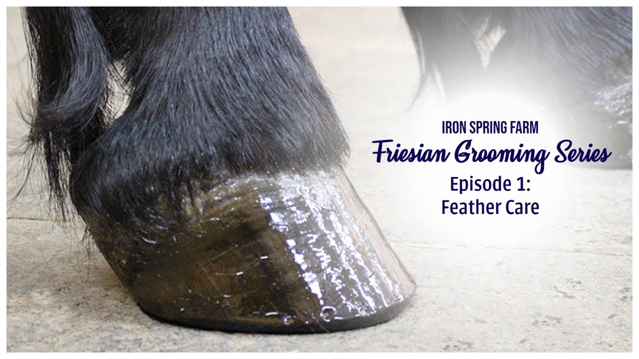 Iron Spring Farm Friesian Grooming Series: Ep. 1 Friesian Feather Care