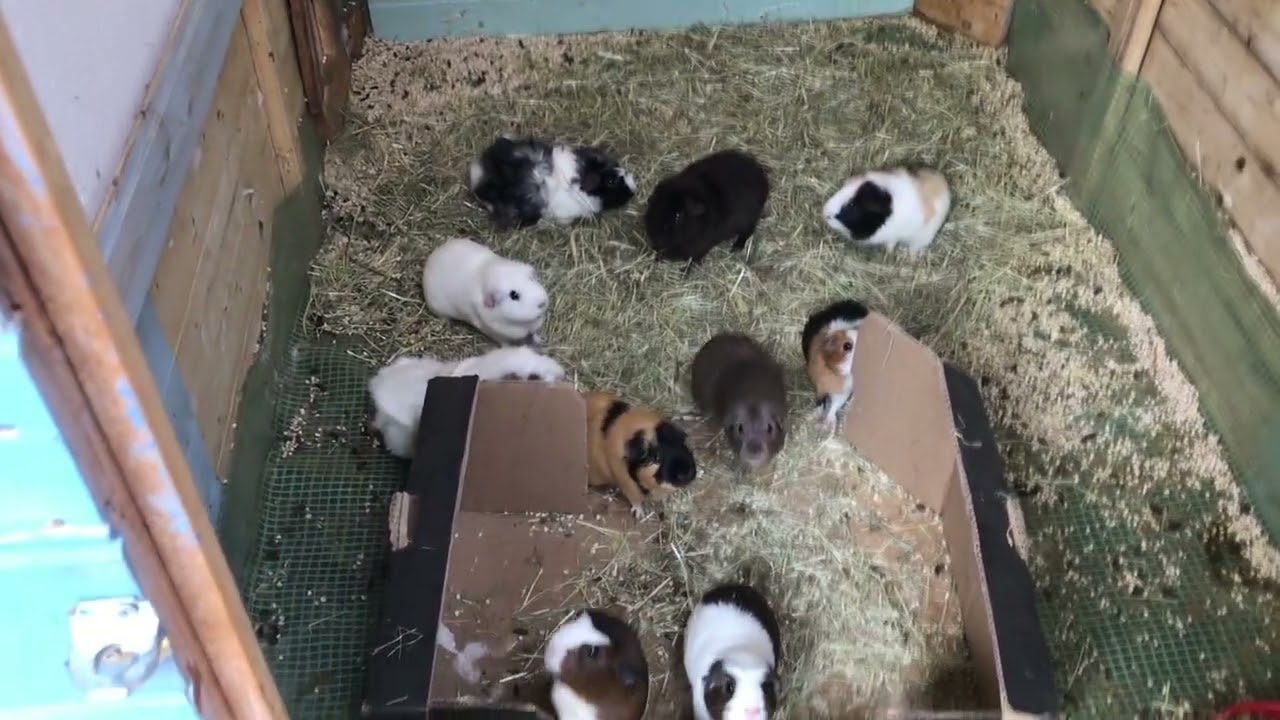 Meerschweinchenfarm - Juni 2023