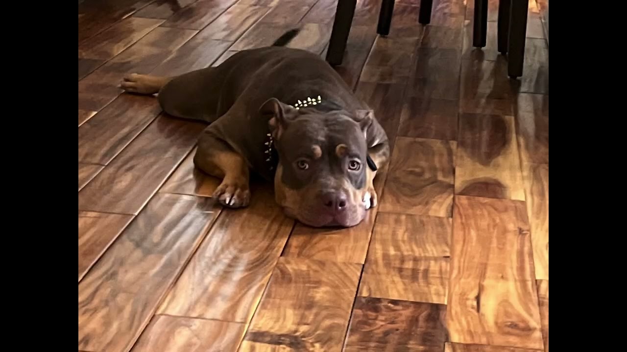 Man's best friend; our fur baby grew wings 🕊️🫶