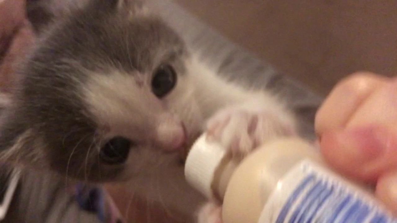 Sweet Kitten being fed from a bottle
