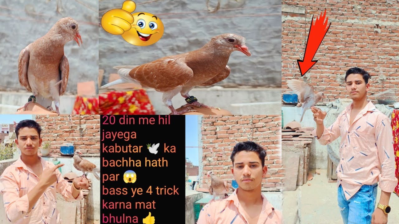 how to hand pigeon 🕊️ || itni asani se hil jayega kabutar hath par 😱👍|| konsi nasal ka kabutar h😱 ||