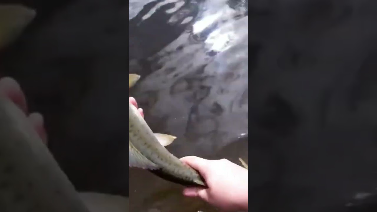 EPIC Pink Salmon Release! #shorts