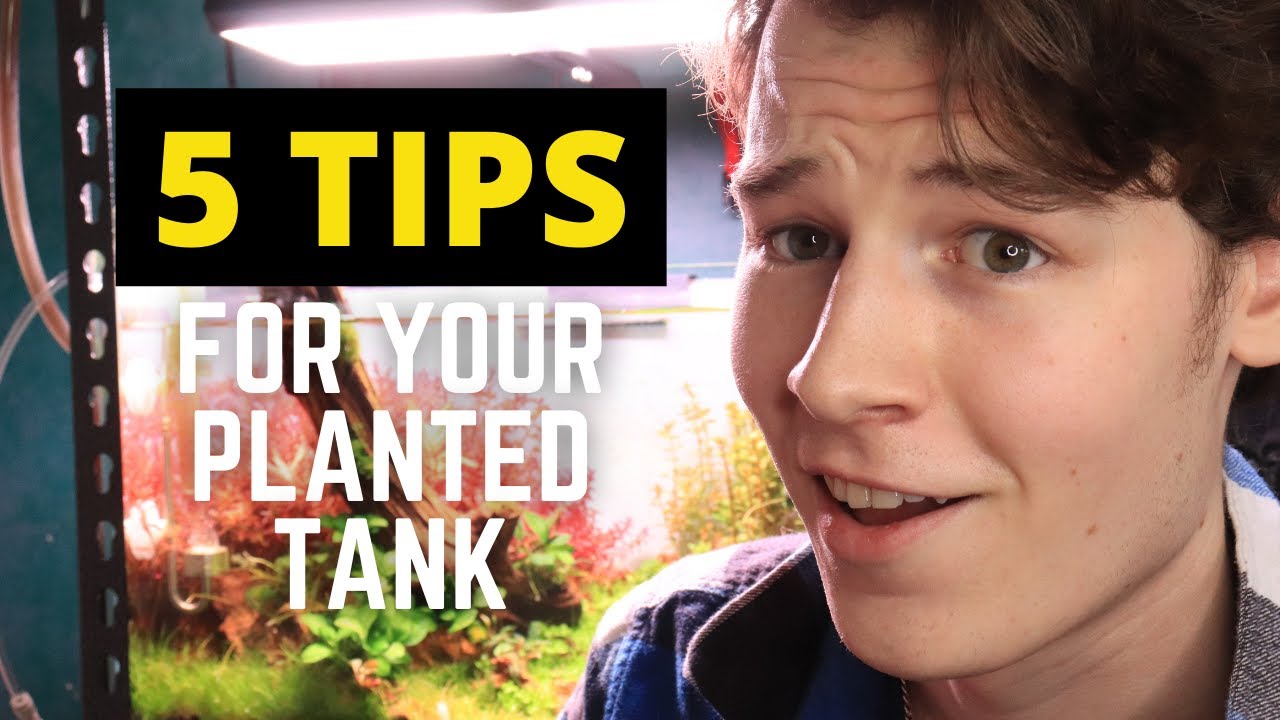 5 TIPS For your FIRST Planted Tank