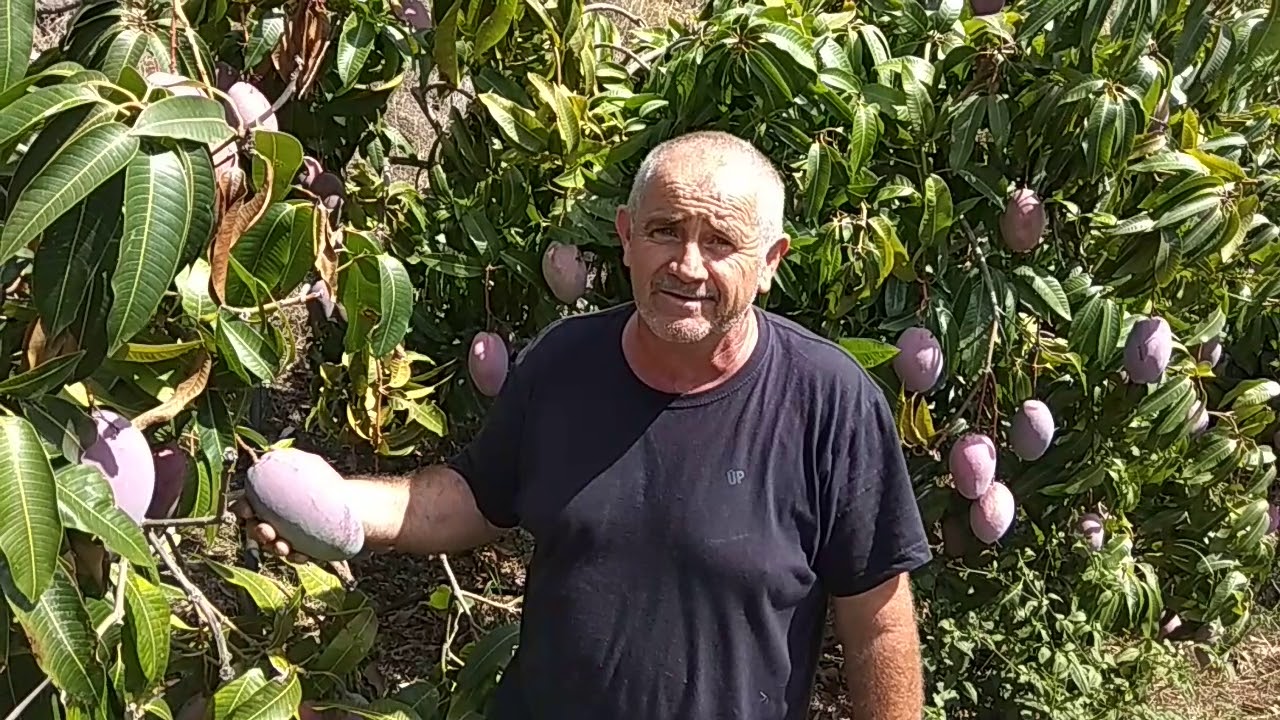 Cultivo del mango en la Finca Municipal de Subtropicales de Almuñécar 2018