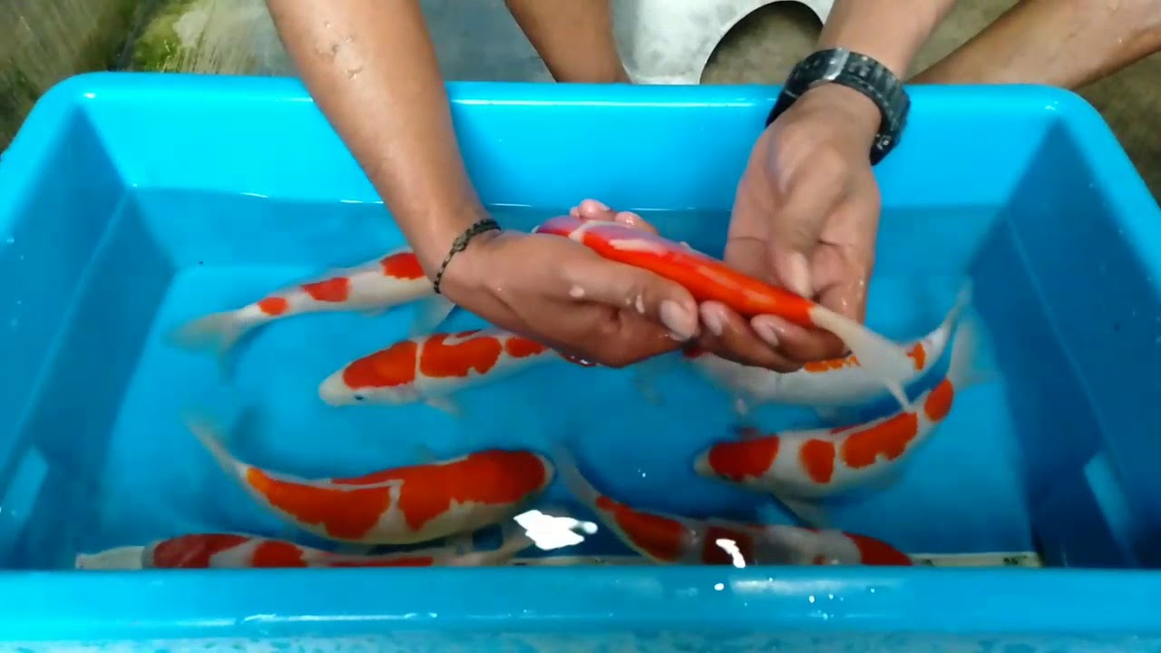 MEMILIH IKAN JENIS KOHAKU YANG BAGUS