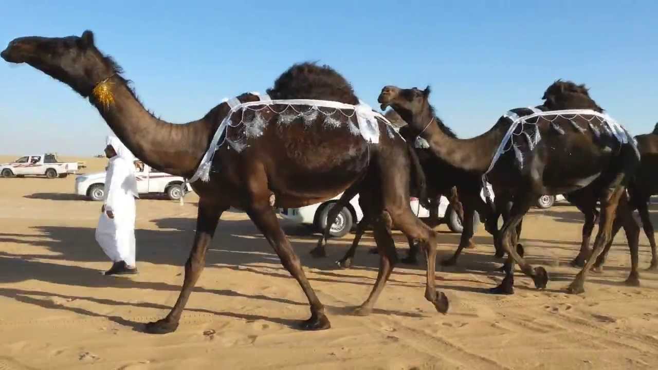 مزاين نجران 1435 عرض ابل آل سعييد آل منصور