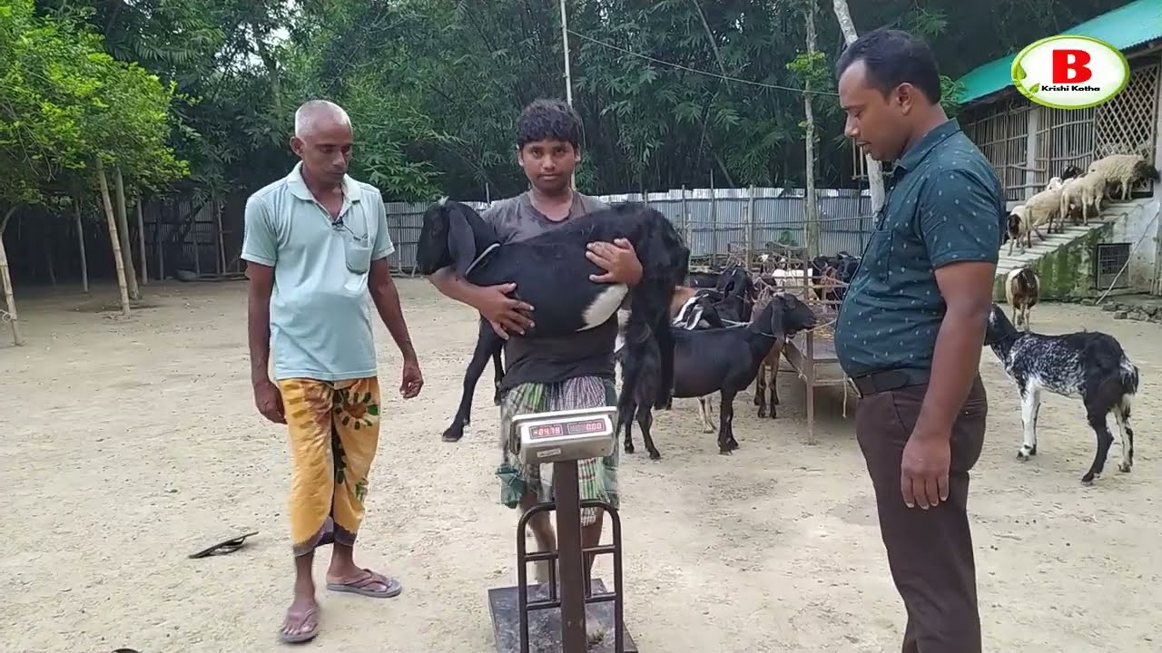 কুমিল্লায় ছাগল ও গাড়ল দিয়ে নতুন খামার শুরু । new sheep farming in Cumilla । sheep price l goat price