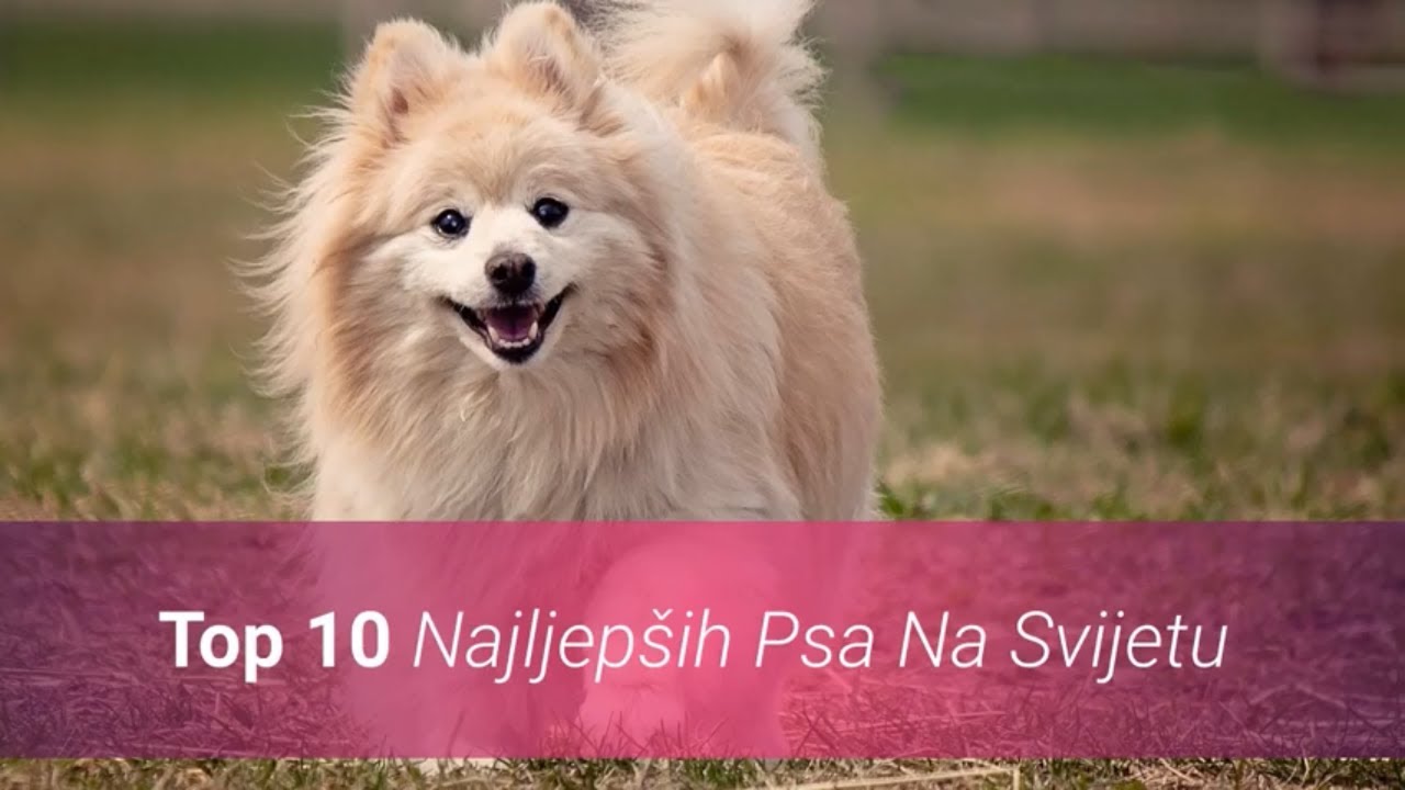 Koji Su Najljepši Psi Na Svijetu? Top 10 Najljepših Pasmina Pasa 🐶