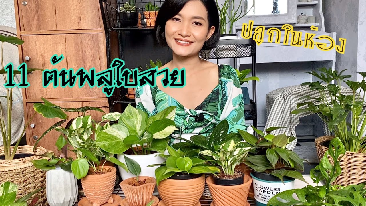 11 ต้นพลูใบสวย ปลูกในห้อง #พลู #ไม้ฟอกอากาศ #ปลูกต้นไม้ในห้อง #เทคนิคเลี้ยงพลูด่าง #indoorplants