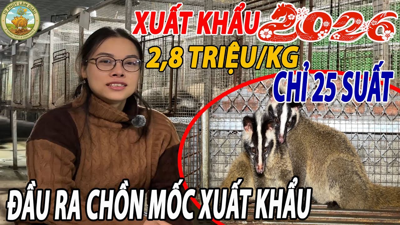 ĐẦU RA CHỒN MỐC XUẤT KHẨU 2026  CHỈ 25 SUẤT  2,8TR