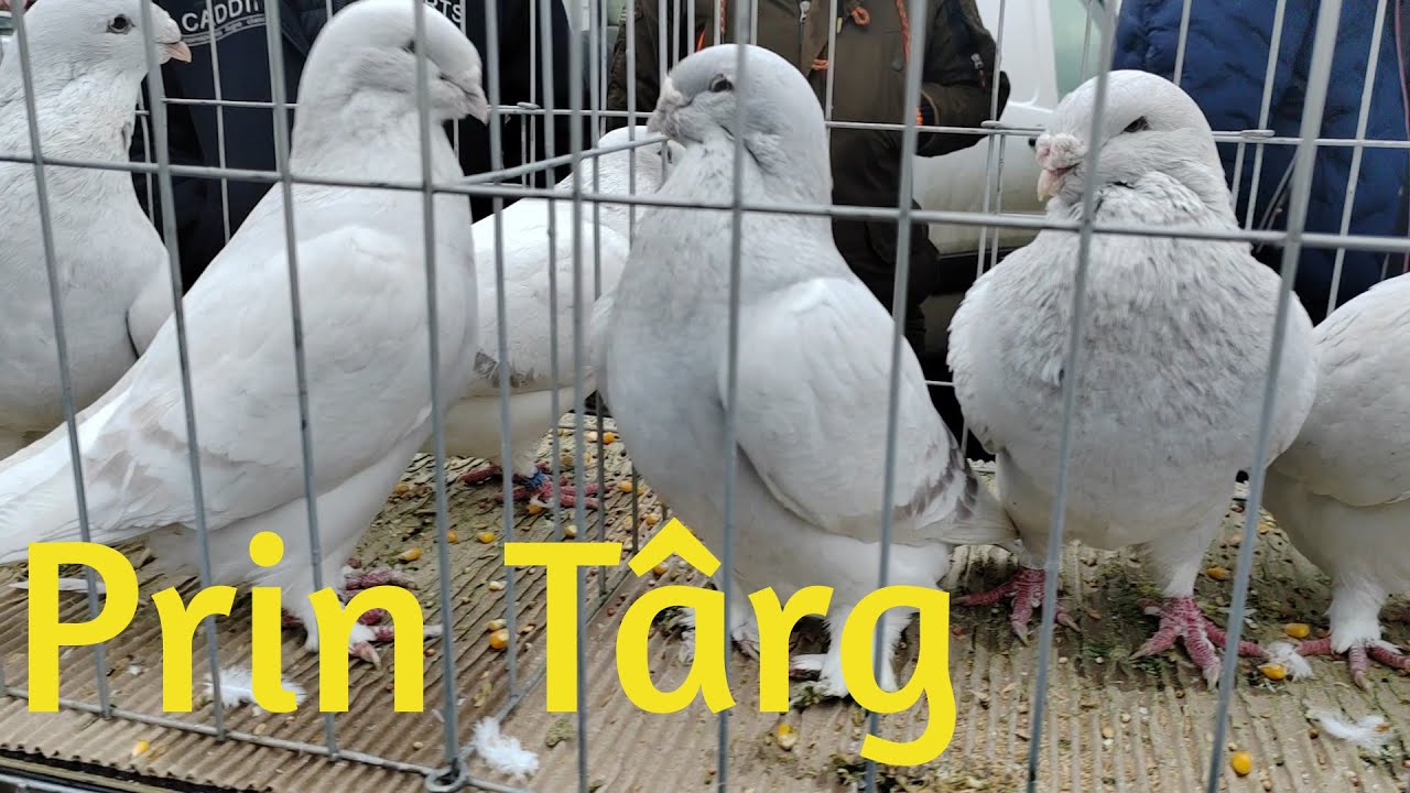 Targ porumbei si alte pasari Mosnita Noua 19.01.2025